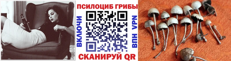 Купить  Лянтор  Псилоцибиновые грибы Psilocybe 